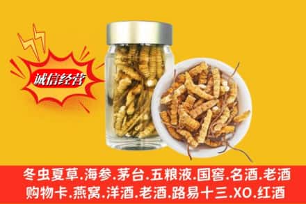 福绵区回收散虫草